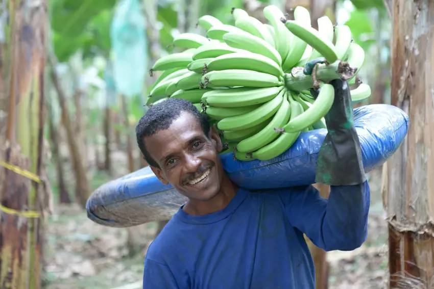 banana-workers