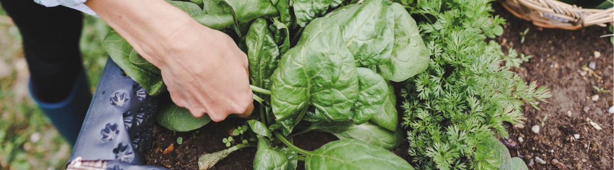 An abundance of freshness in grocery store thanks to local organic farms