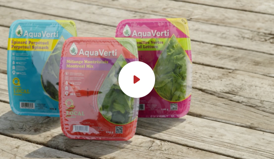 Summer job at aquaverti