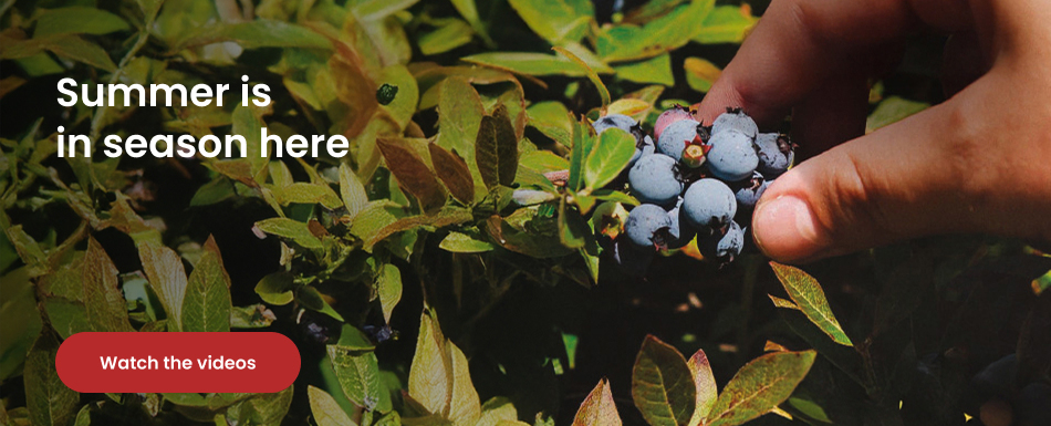 Summer is in the season