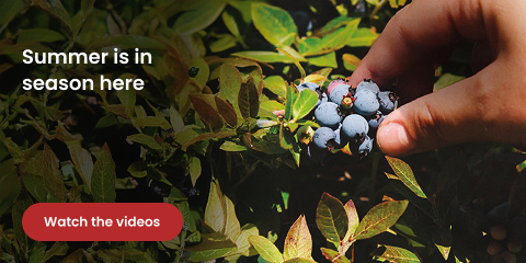 Summer is in the season